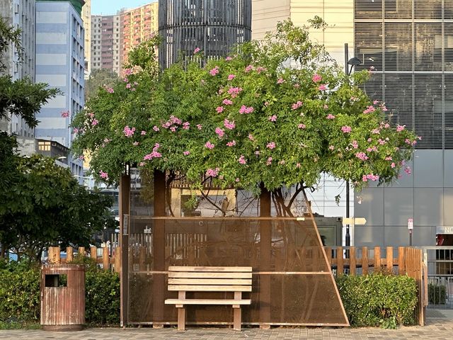 本地遊 | 觀塘海濱公園 | 不同季節不同時段的景致