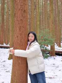 겨울 제주여행 필수! 눈 쌓인 사려니숲길❄️