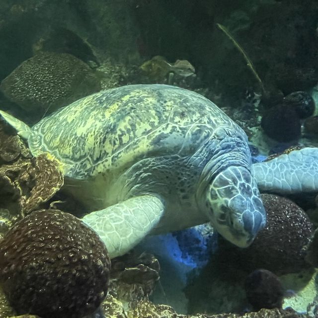 New England Aquarium Boston