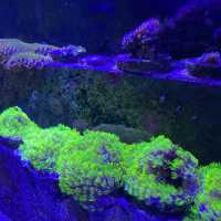 Aquarium Cuter
