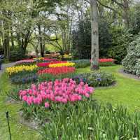 Tulip in Keukenhof: Only in Apr n early May