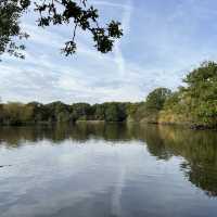 hiking at epping forest in late autumn