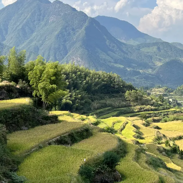 Paddy fields