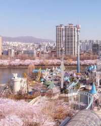 Don't miss the cherry blossoms in Zhenhai when enjoying cherry blossoms in Korea.