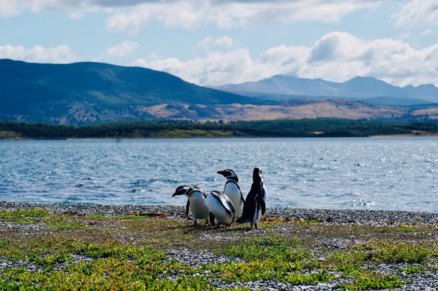 🇦🇷 Comprehensive guide on how to visit penguins' homes at zero distance.