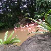 Jurong Bird Park