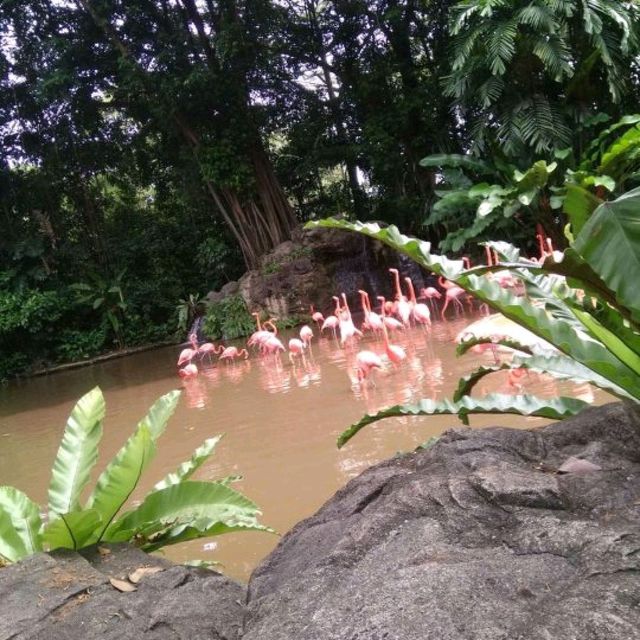 Jurong Bird Park