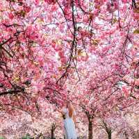 SPRING COLLECTION
