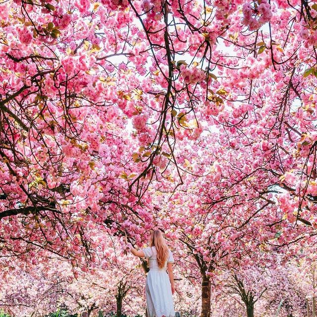 SPRING COLLECTION