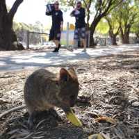 Rottnest island 