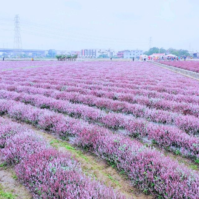 桃園楊梅仙草花節📍不用出國 便能置身南法普羅旺斯