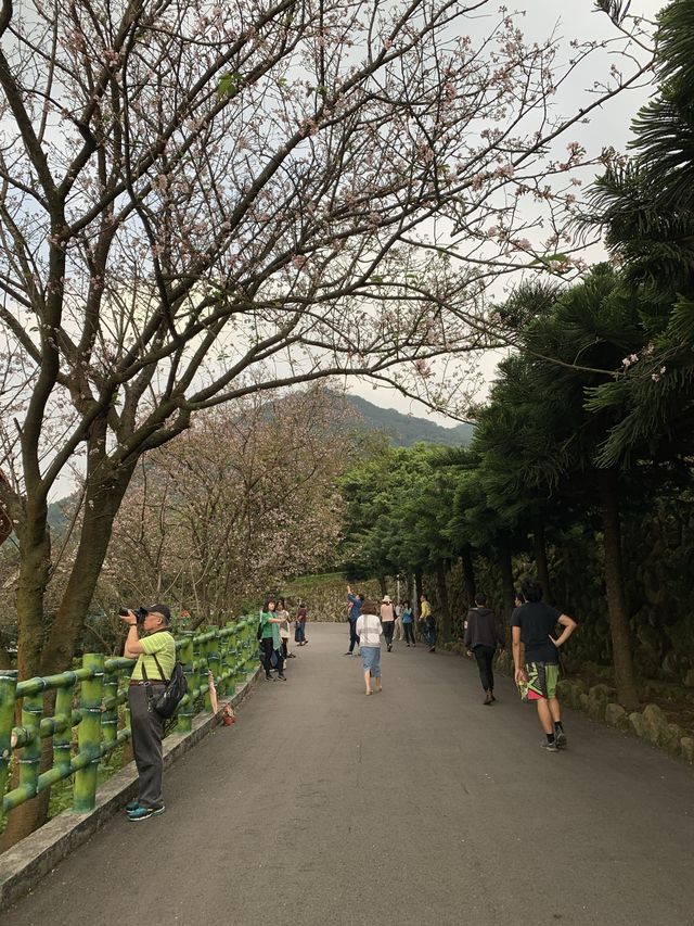 櫻花🌸盛開時｜台北天元宮