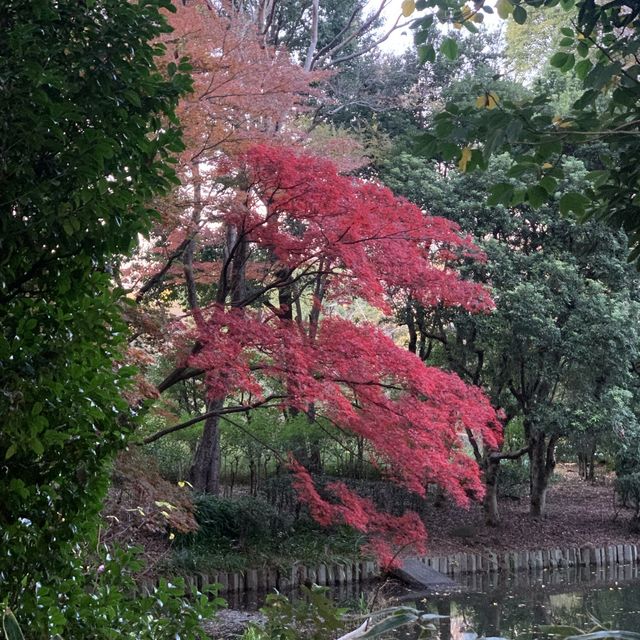 【千代田区】武道館すぐ横　北の丸公園