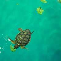 【沖縄･久米島】海に入らなくても会えるカメさん