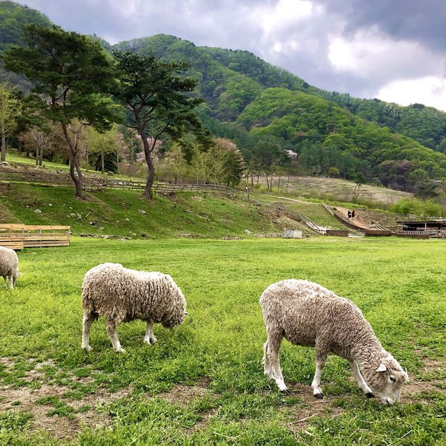 춘천의 스위스, 해피초원목장🐑