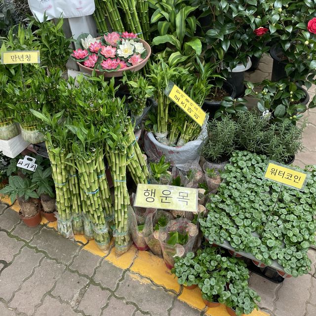 서울 가볼만한곳 양재꽃시장! #양재꽃시장 #서울이색명소  