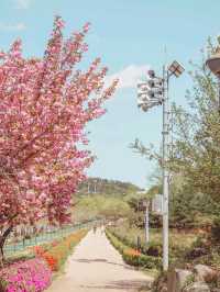 울산 숨겨진 겹벚꽃 명소 