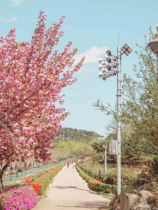울산 숨겨진 겹벚꽃 명소 