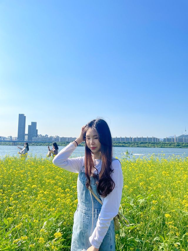 서울 유채꽃 명소, 반포 한강공원 서래섬