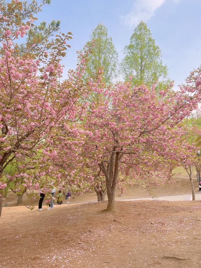 겹벚꽃 명소 중 손에 꼽히는 곳, 불국사
