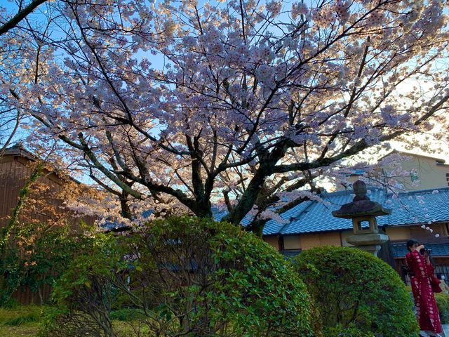 京都　京都散策旅　興正寺 霊山本廟の桜が綺麗だった❗️