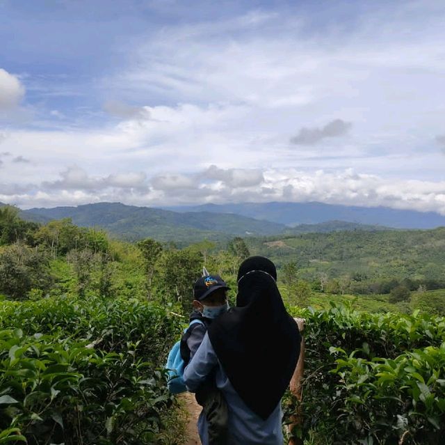 A Visit to SABAH TEA GARDEN