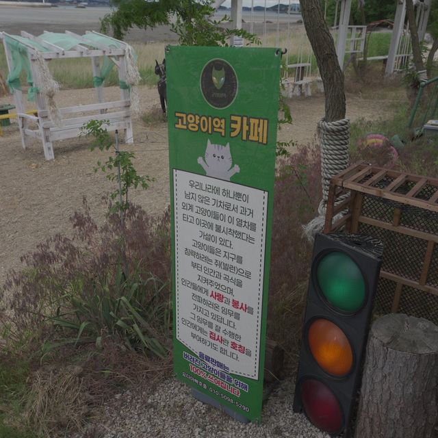 영흥도에 위치한 너무 귀여운 고양이역 카페