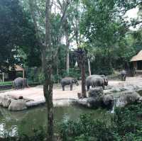 新加坡🇸🇬親子活動必到新加坡🇸🇬動物園❤️