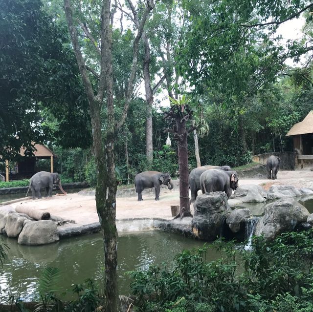 新加坡🇸🇬親子活動必到新加坡🇸🇬動物園❤️