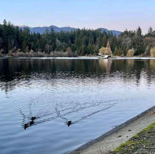 Lost Lagoon No Longer. 