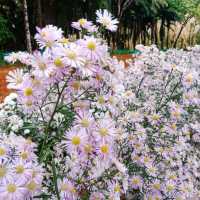 🌼🌸ไร่คุณอารียา🌿🌿