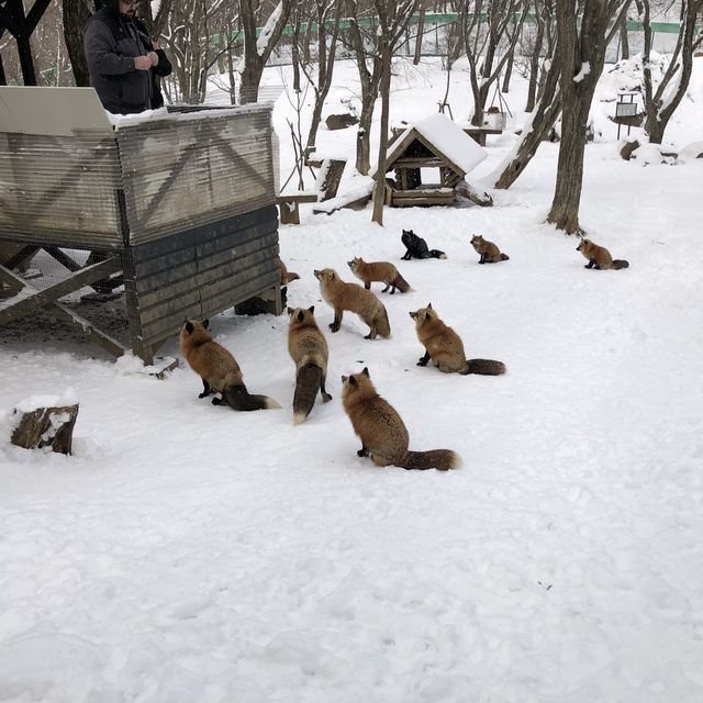 【日本】東北藏王狐狸村🦊