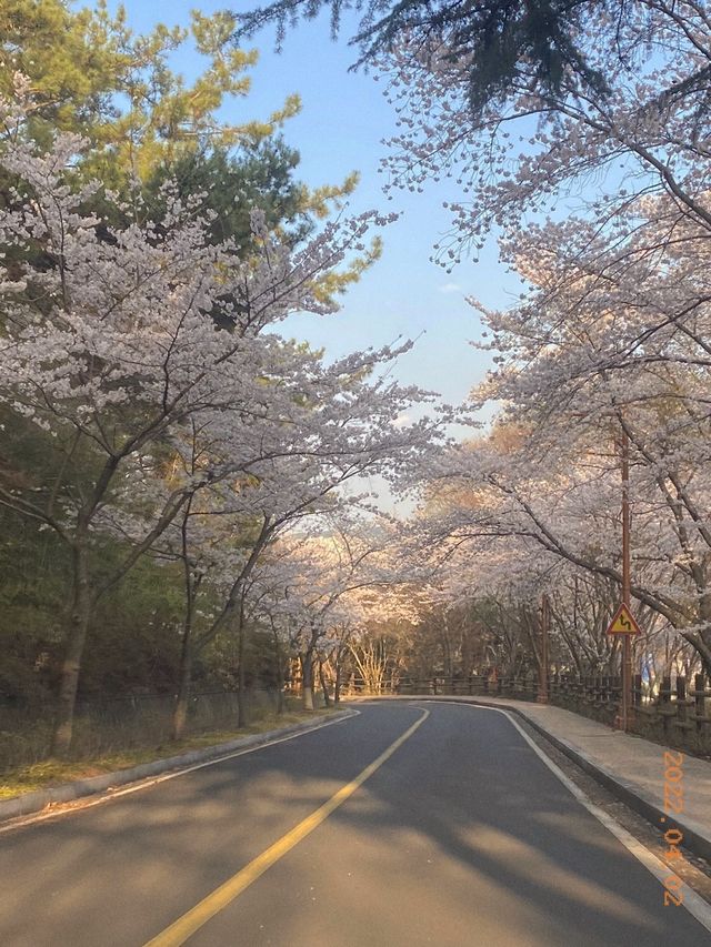 🌸진주 진양호공원🌸