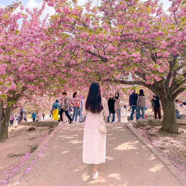 경주 겹벚꽃 핫플