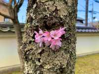 京都　SAKURA 桜めぐり❗️永観堂の桜に感動❗️