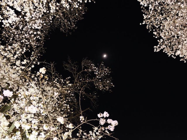 夜櫻絕景🌸🌸🤩🤩｜東京