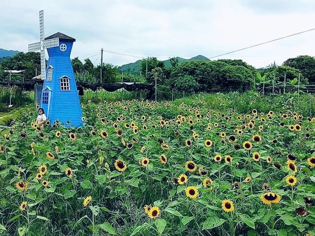 信芯園賞花好去處