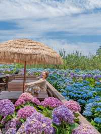 🌺 제주 수국 축제가 한창인 휴애리 자연생활공원 