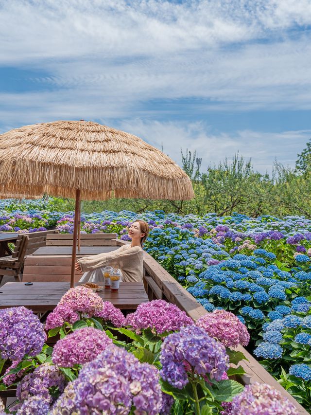🌺 제주 수국 축제가 한창인 휴애리 자연생활공원 