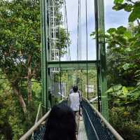 Free standing suspension bridge in the forest