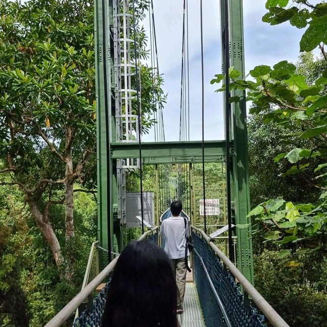 Free standing suspension bridge in the forest