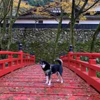 紅葉が素晴らしく　即身成仏のミイラがある珍しいお寺