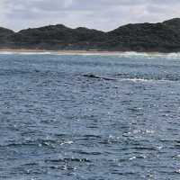 Whale Watching in Augusta