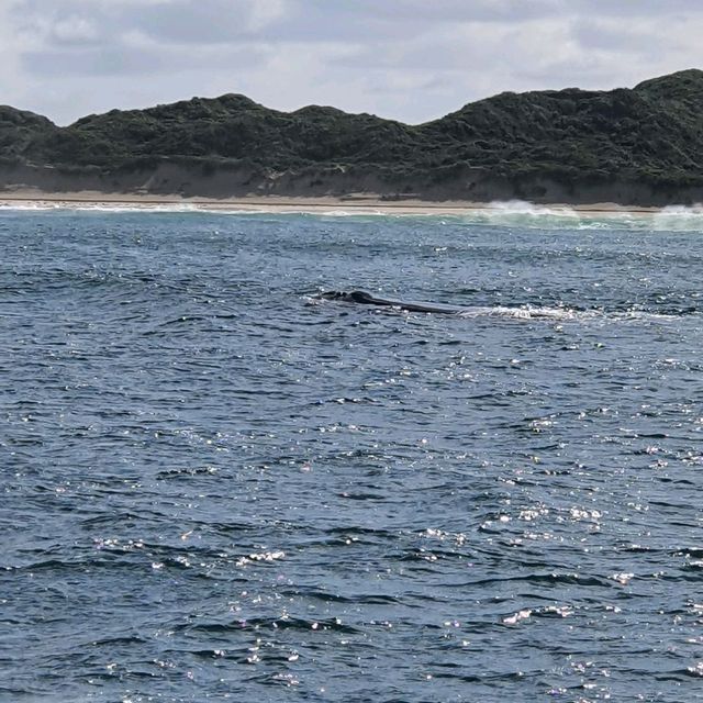 Whale Watching in Augusta