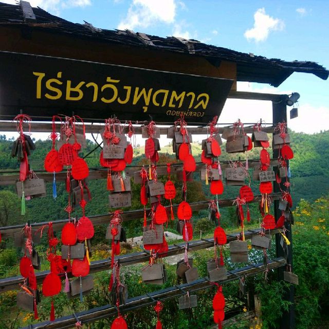 จิบชา@ไร่ชาวังพุดตาล