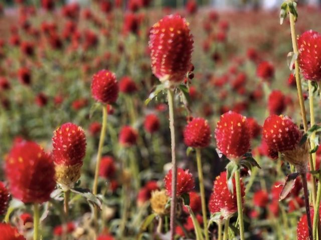경기도 양주시 천일홍 축제