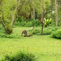 Campany Family Day @ Singapore Zoo