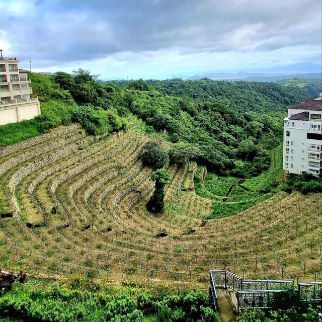 Travel paradise- Vinyard view highland