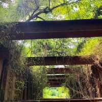 Heritage left behind in forest