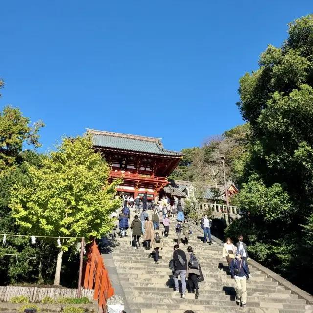 【神奈川】鎌倉の有名神宮⛩鶴岡八幡宮